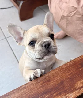 Fawn French Bulldog Pup for sale