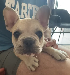 Fawn French Bulldog Pup for sale