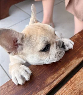 Fawn French Bulldog Pup for sale