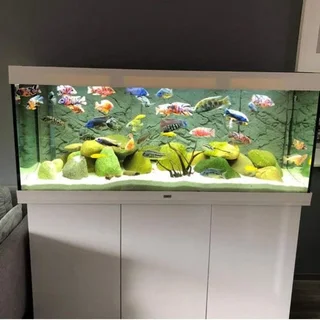 AQUARIUM PH4H MOVERS SA☆☆☆☆☆