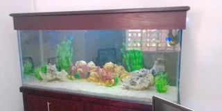 AQUARIUM PH4H MOVERS SA☆☆☆☆☆