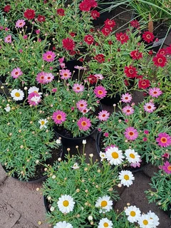 Plants supply and installers (0658473744)