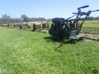 Evergreen Farm Fresh Grass