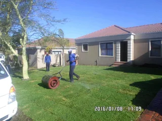 EVERGREEN FARM FRESH GRASS (0658473844)