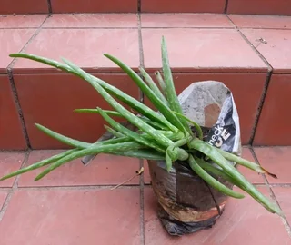 Organic plants assorted
