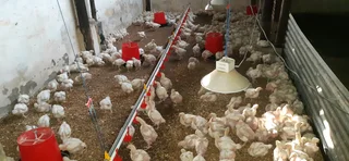 Broilers for Sale