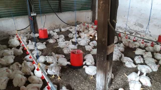 Broilers for Sale