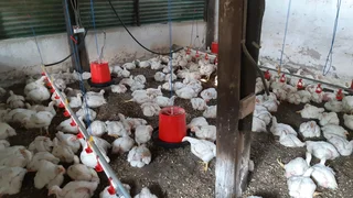 Broilers for Sale