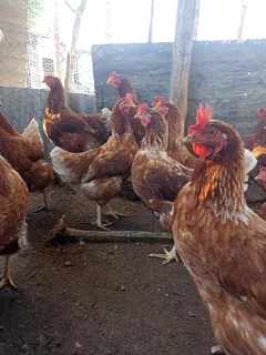 Lohmann Brown Layers