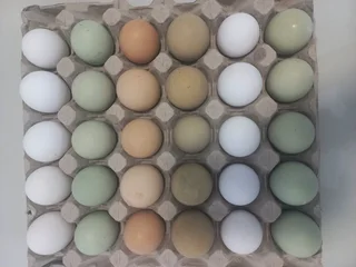 Organic eggs