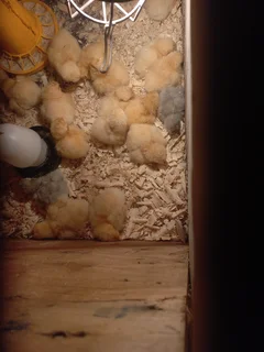 Orpingtons chicks