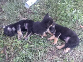 German shepherd puppies