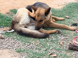 German shepherd puppies