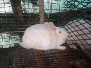 New Zealand white red black for sale rabbits