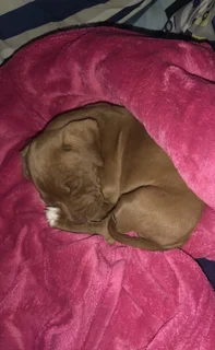 Puppy - Ad posted by Lana Matthews