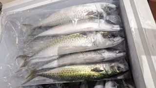 FRESH MACKEREL