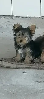 Maltese Yorkie