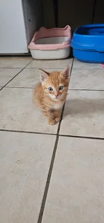 Kittens in desperate need of a home