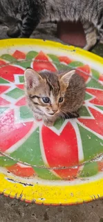 Kittens in desperate need of a home