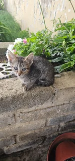 Kittens in desperate need of a home