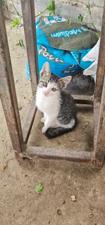 Kittens in desperate need of a home