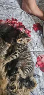 Kittens in desperate need of a home