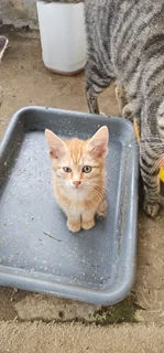 Kittens in desperate need of a home