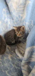 Kittens in desperate need of a home