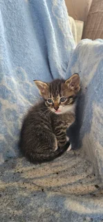 Kittens in desperate need of a home