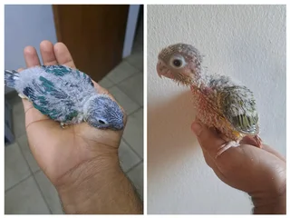 Turquoise conure and pineapple conure