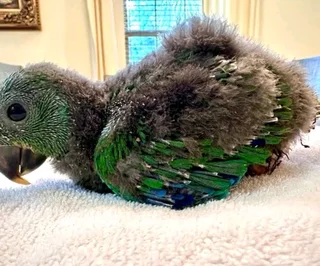 Baby male eclectus