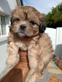 Shih Tzu Poodle Puppies