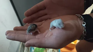 Hamsters - Ad posted by lettie Jansen