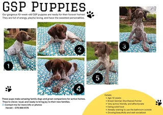 GSP Puppies available