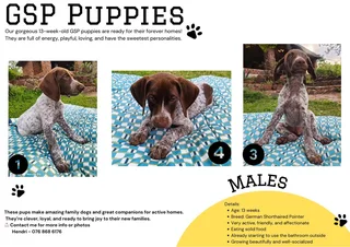 GSP Puppies
