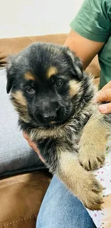 German Shepherd Puppies