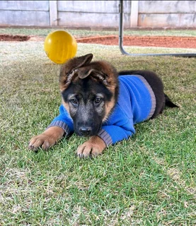 German Shepherd Puppies