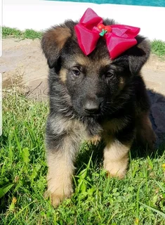 German Shepherd Puppies