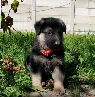 German Shepherd Puppies