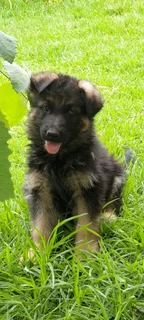 German Shepherd Puppies