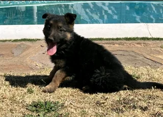 German Shepherd Puppies