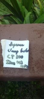 Japanese clamp tester c t 300 for spares spares bundle.