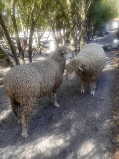 Sheep for sale