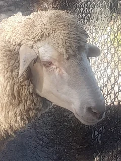 Sheep for sale