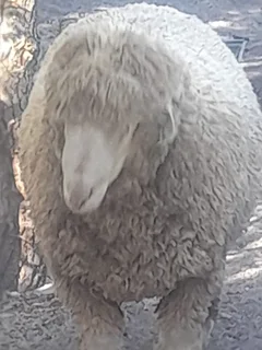 Sheep for sale