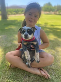 Australian cattledog puppies