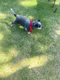 Australian cattledog puppies