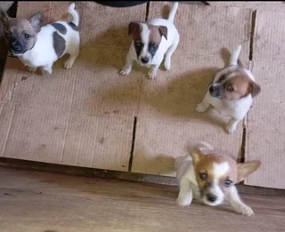 Jack Russell puppies
