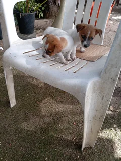 Jack Russell puppies