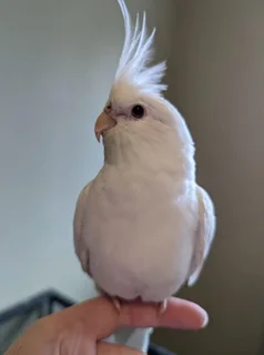 Baby Cockatiels Available